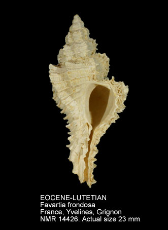 EOCENE-LUTETIAN Favartia frondosa.jpg - EOCENE-LUTETIANFavartia frondosa(Lamarck,1803)